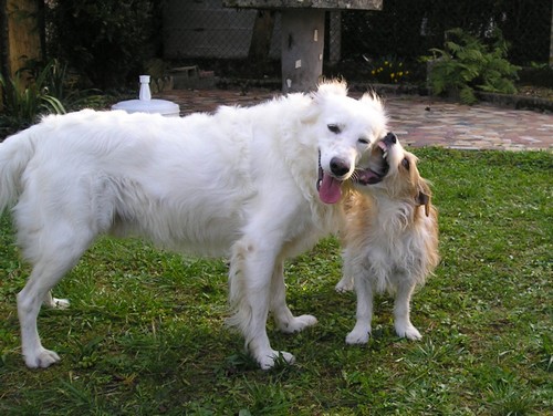 Titi et Grosminet côté chiens