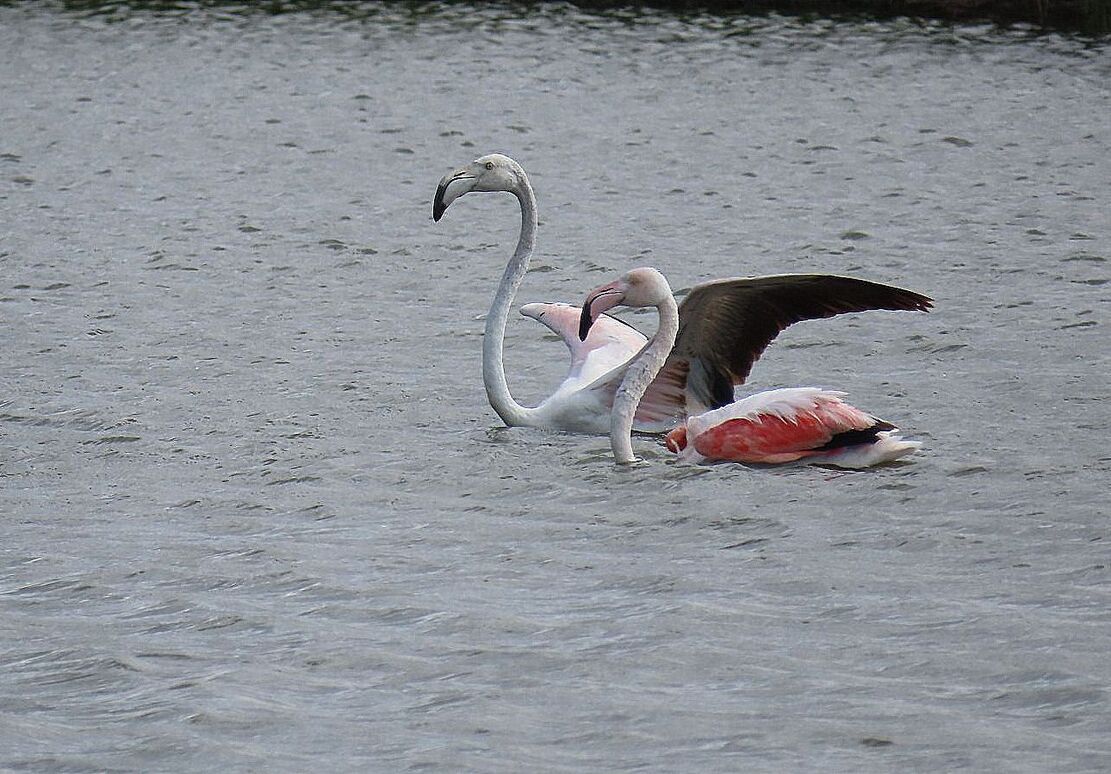 les flamants roses 