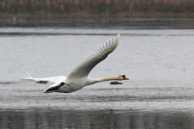 Cygne tuberculé en vol