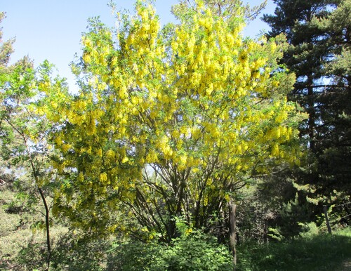 Fleurs jaunes