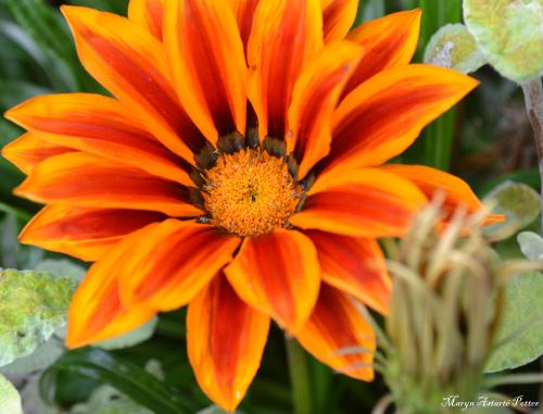 Le cartoscope du dimanche 19 octobre 2014