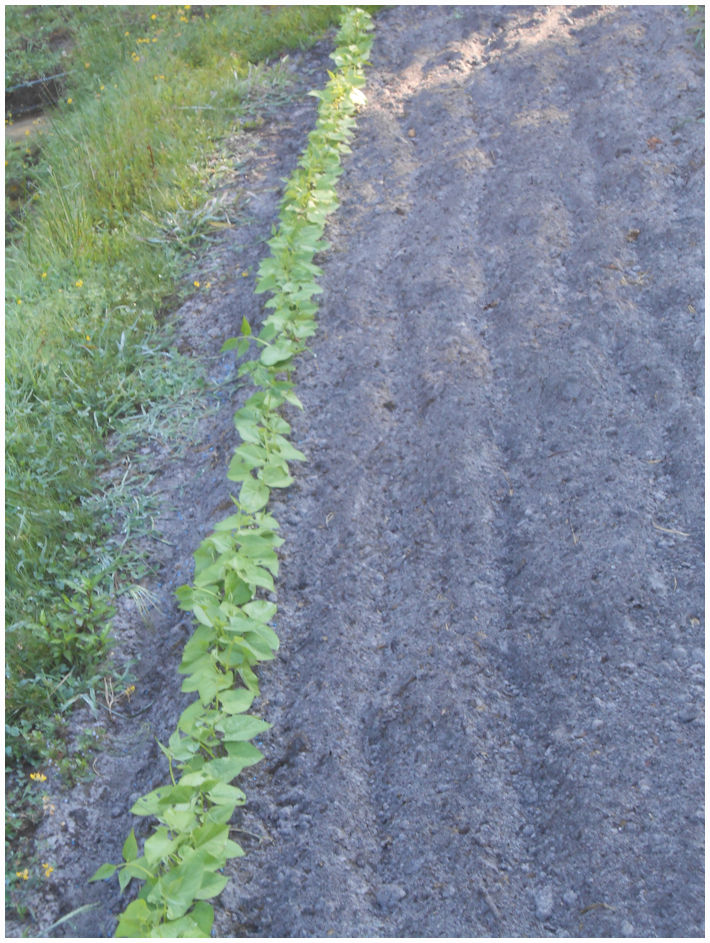 Les haricots verts remplace les pomme de terres