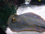 L'aquarium La Rochelle