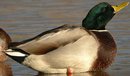 Canard colvert