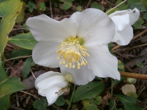 gros plan sur la fleur blanche d'une rose de Noël