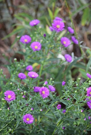 asters