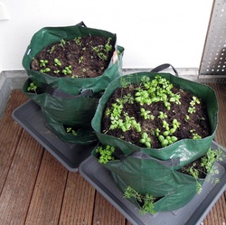 Kraeutersack auf dem Balkon