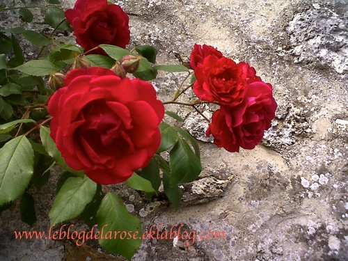 Roses rouges sur le mur/Red roses on the wall