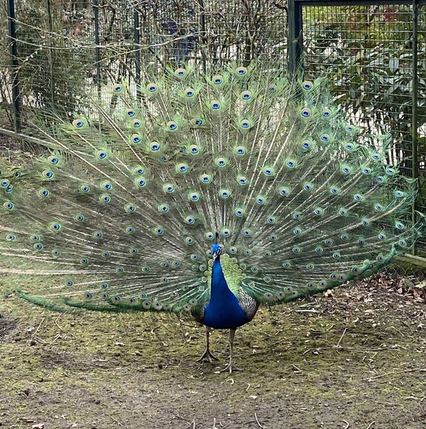 Zoo de Beauval