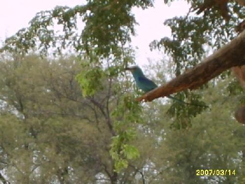 Mali Sorte de geai turquoise