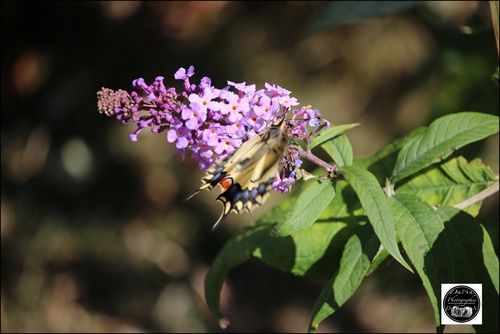 Papillon Machaon