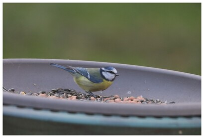 Mésange bleue