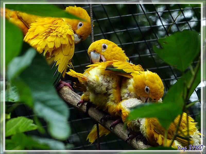 Conure dorée, Golden Parakeet (Guaruba guarouba) - Parque das Aves - Foz do Iguaçu - Brésil