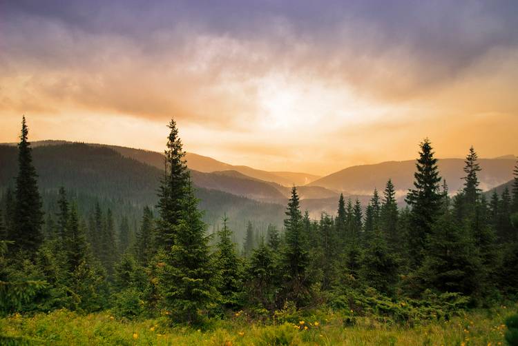 Super Forêts | Génome Québec