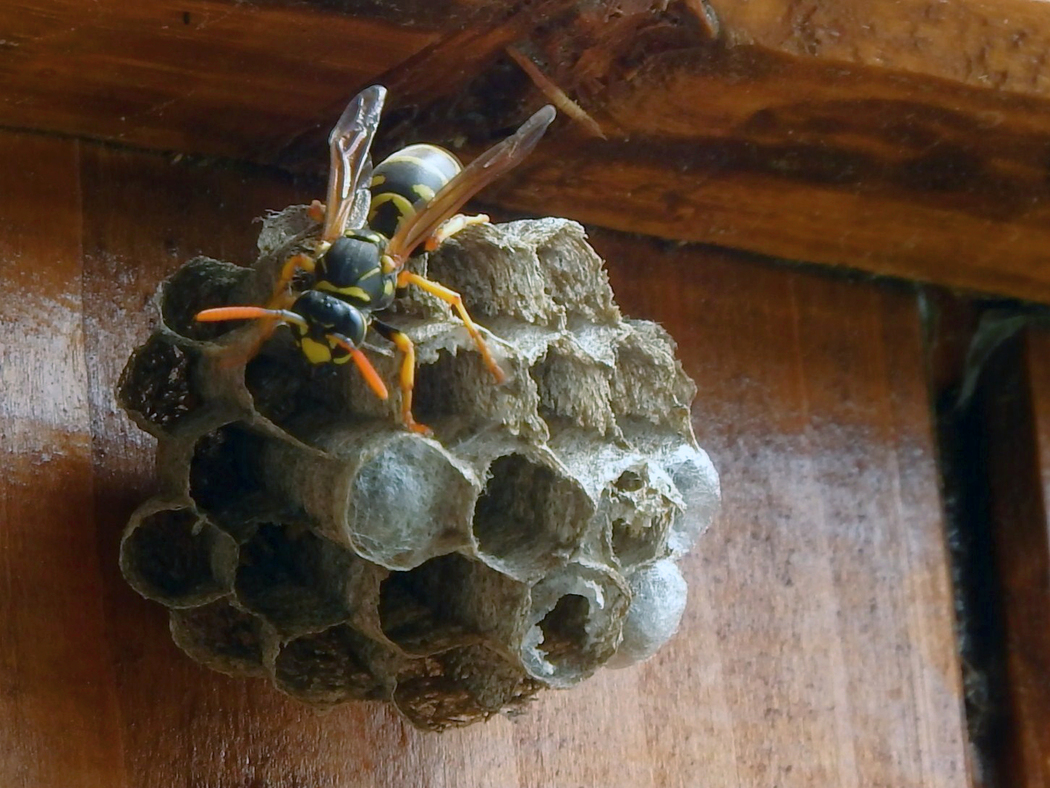 Guêpe poliste (Polistes dominula)