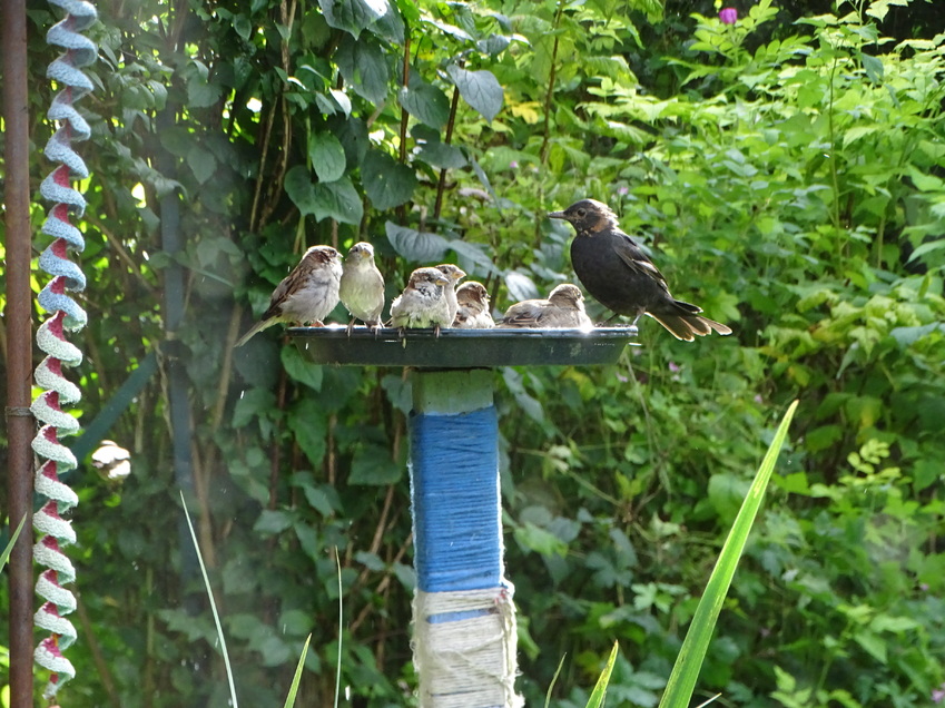 C'est la fête au jardin