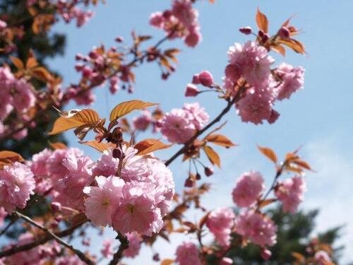 sakura à fleurs doubles