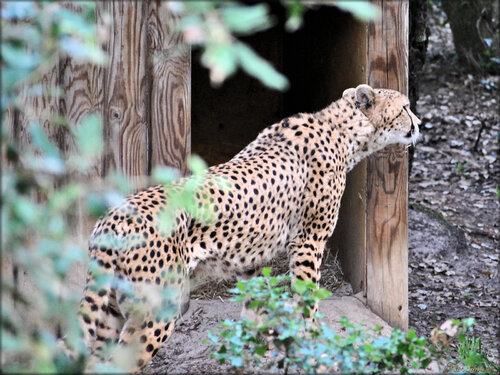 Photo de Guépard du Zoo de la Palmyre