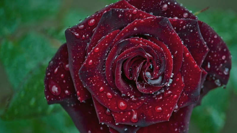 20 images de roses
