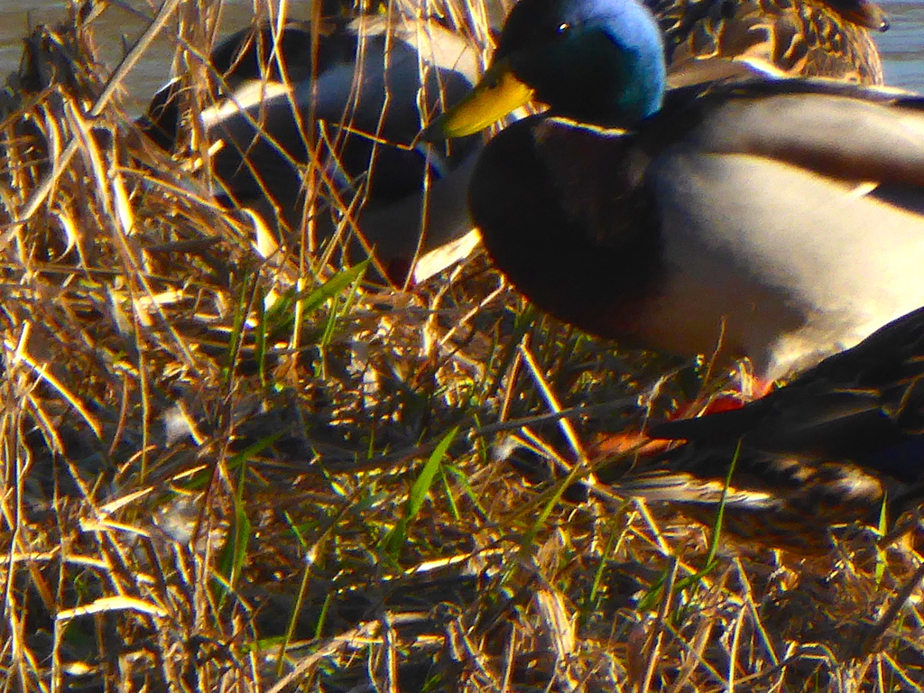 Suite et fin de notre balade en bord de Loire.