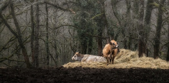 07 - Des vaches en couleurs