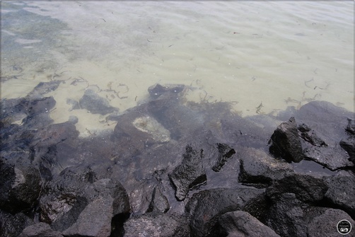 Bain de Bœuf, île Maurice