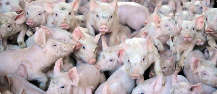 En Bretagne, vent de fronde contre la ferme aux 12.000 cochons