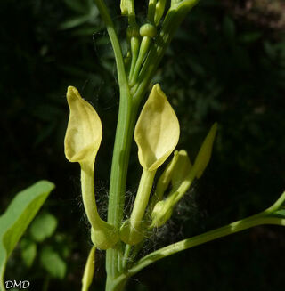 Aristolochia clematitis - aristoloche clématite