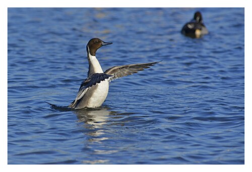 Canard Pilet