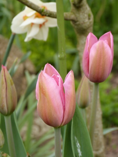 tulipes roses - avril 2013