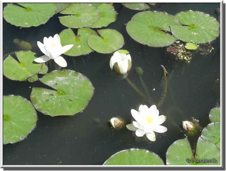 Bordeaux - Le jardin botanique - 1/2