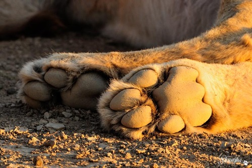 Prides of the desert, Kgalagadi NP