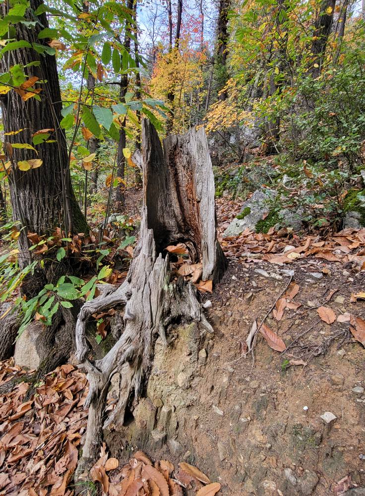 Peut être une image de nature et arbre
