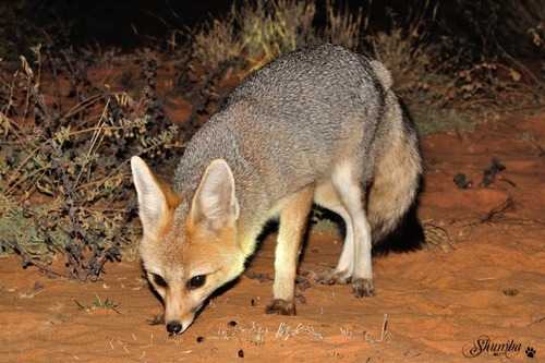 A tale of 3 foxes