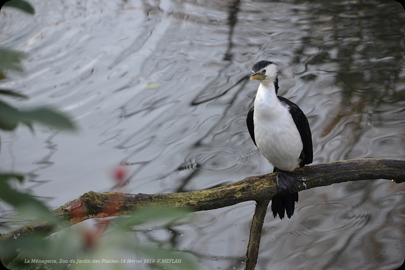 Ménagerie du Jardin des Plantes : Le Cormoran Pie