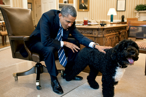 Un homme arrêté pour avoir voulu enlever un chien des Obama