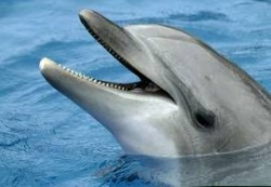 photos de dauphins