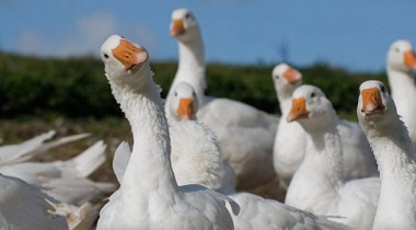 Des animaux qui sont de bons gardiens ... 