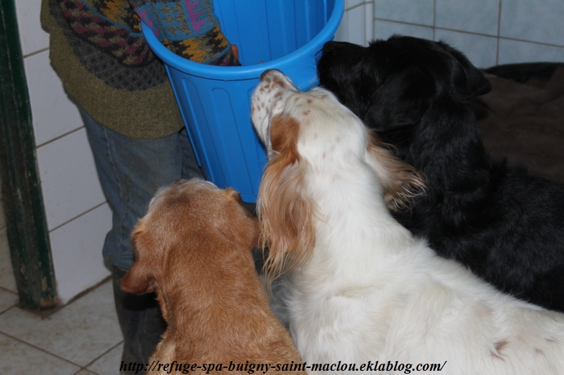 Repas de Noël pour nos gros chiens ...