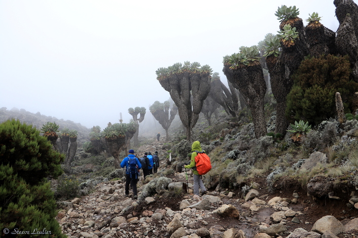 Ascension du Kilimanjaro