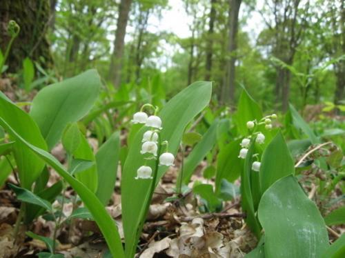 Fleurs cultivées : Muguet