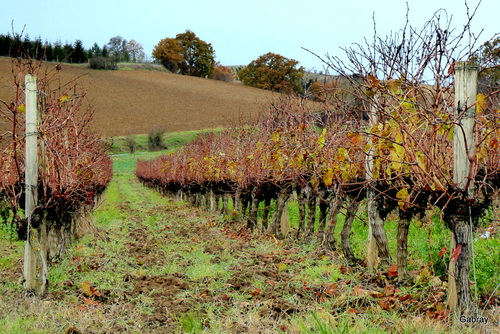 Vignes du Tarn en automne