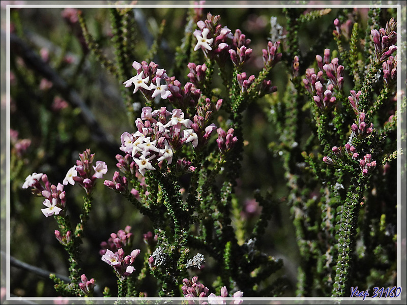 Buisson noir, Black bush, Mata negra (Mulguraea tridens ou Junellia tridens) - Torres del Paine - Patagonie - Chili