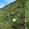 Pulsatille des Alpes ou Anémone des Alpes (Pulsatilla alpina)