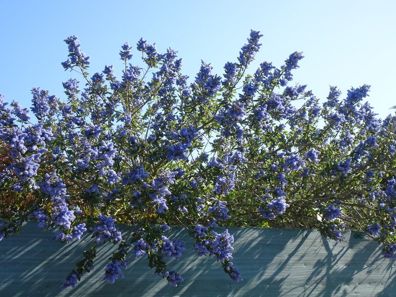 Céanothe et fleurs de printemps