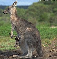 L'ivresse du kangourou - Kenneth Cook