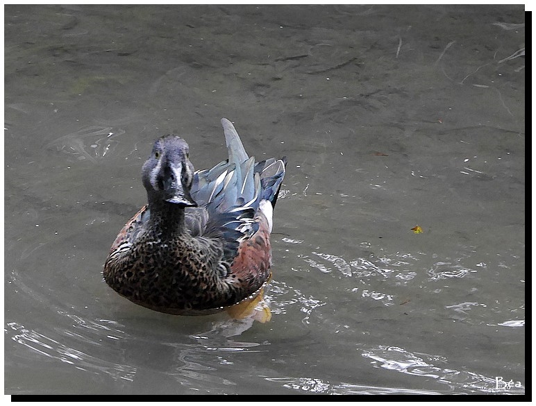 C'est la danse des canards