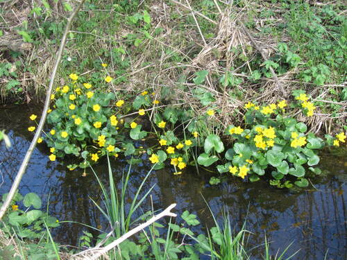 populage des marais, Caltha palustris.