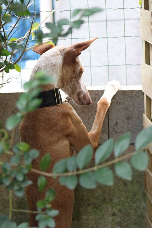 Gluck " chance" en allemand, la noblesse retrouvée ♥