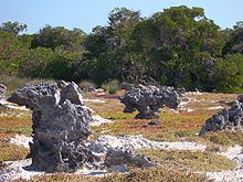 Photographie montrant des rochers en forme de champignons, vestiges d'un ancien récif corallien
